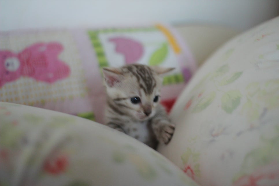 앙증,깜찍 스노우 뱅갈고양이 꼬맹이들~~ 관련 이미지 18