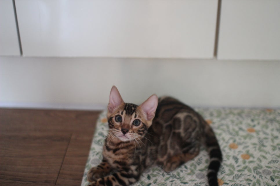 뱅갈고양이 강아지들 등장이요~~ 관련 이미지 5