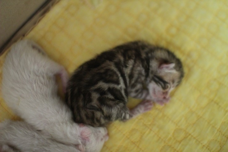 뱅갈고양이 소유캐터리 출산소식~ 관련 이미지 5