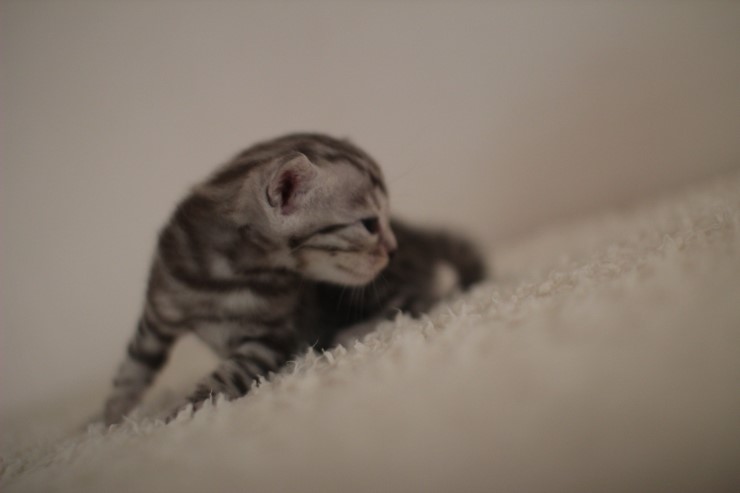 클라우드 로젯 실버 뱅갈고양이 남아예요~ 관련 이미지 7