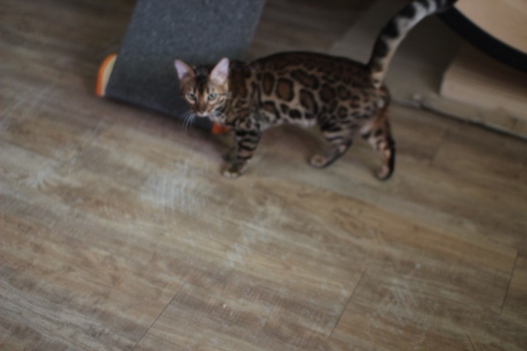 뱅갈고양이,뱅갈고양이 분양,링컨이와 초아 ~~~ 관련 이미지 3