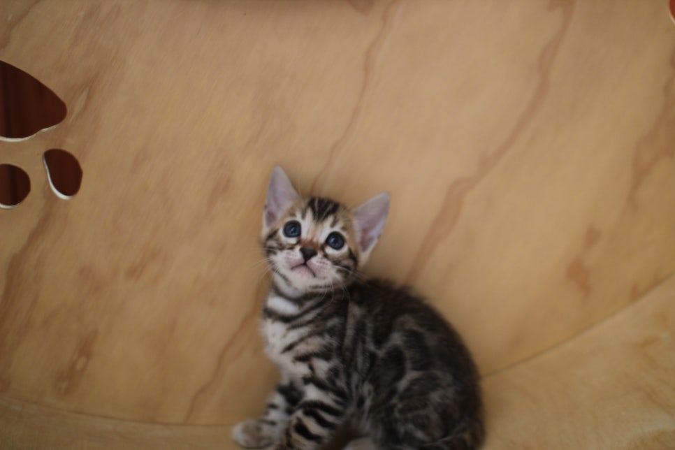 뱅갈고양이 여아들 캣휠 연습중~ 관련 이미지 15