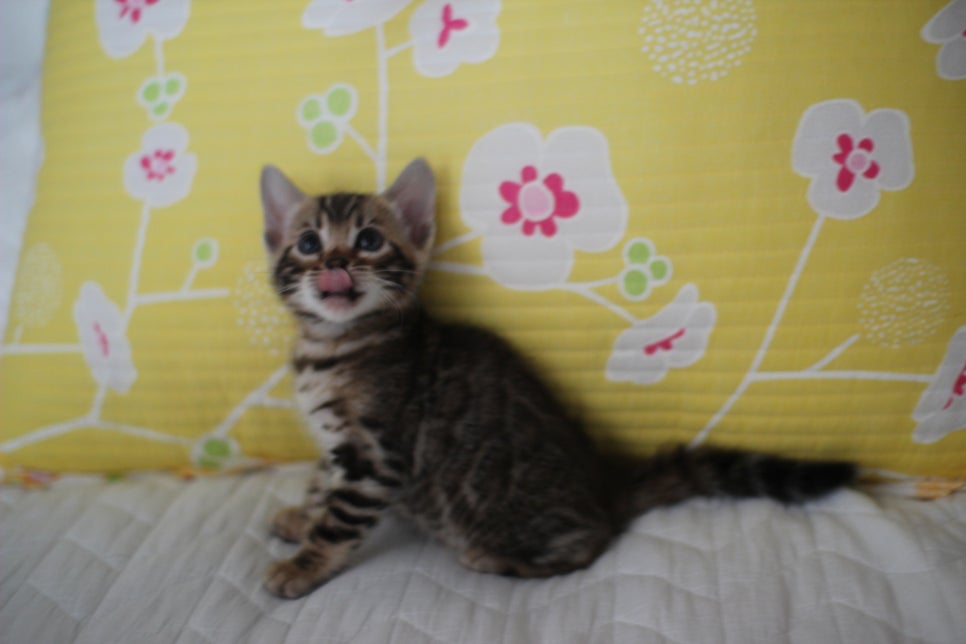 브라운 뱅갈고양이 여아 다롱이 분양해요~ 관련 이미지 5