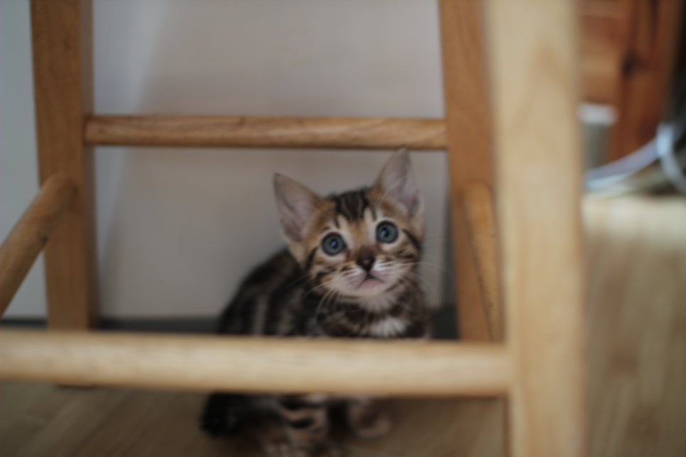 뱅갈고양이분양 사랑스러운 개냥이들~ 관련 이미지 1