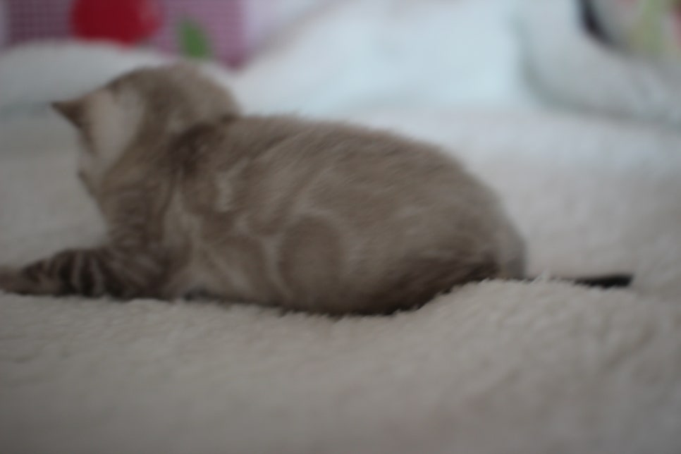 실링스 뱅갈고양이 남아 오늘 모습~ 관련 이미지 5