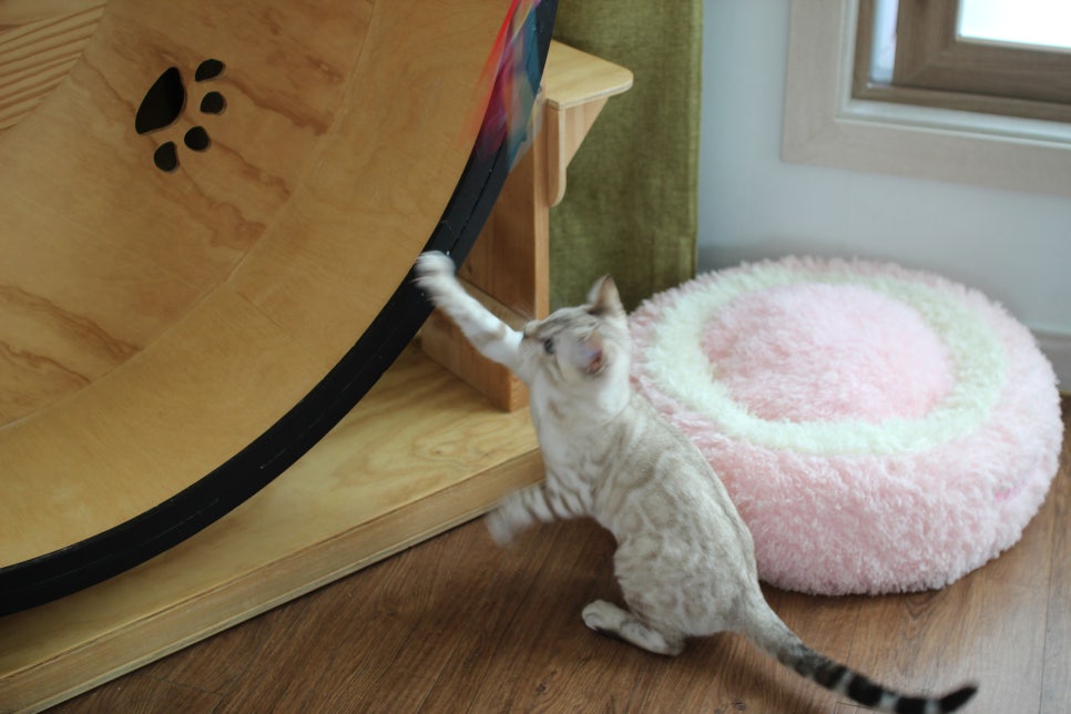 개냥이 스노우뱅갈고양이 남아 분양해요~ 관련 이미지 7