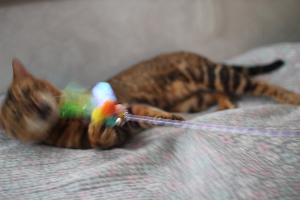 소유뱅갈캐터리 원탑 오랜만에 사진 찍었어요~ 관련 이미지 17