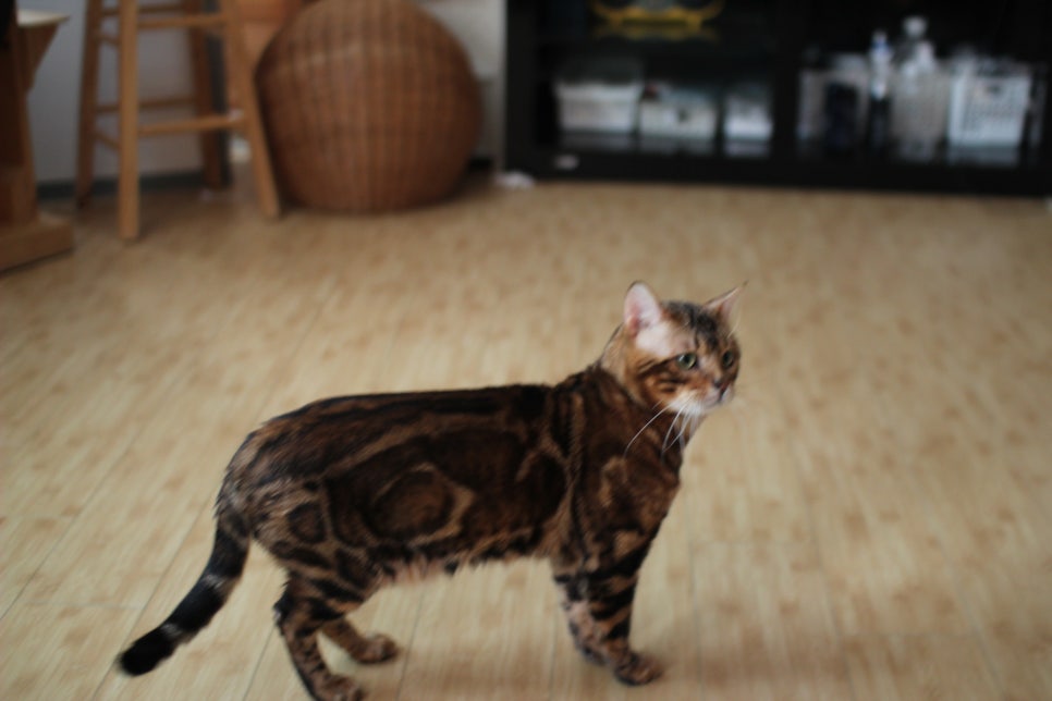 뱅갈고양이 블랙홀과 동희예요~ 관련 이미지 4