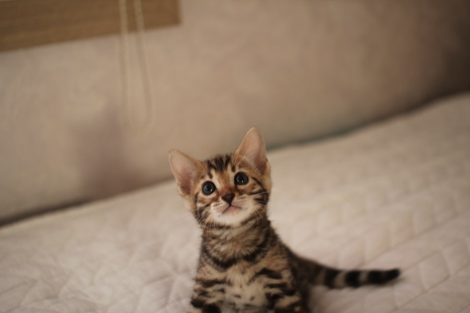 분양중인 뱅갈고양이 브라운 남아,스노우 여아예요~ 관련 이미지 7