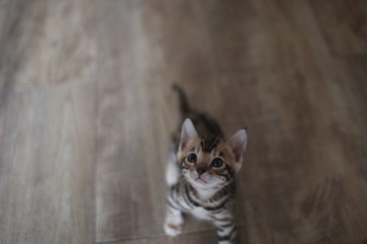 숙자와 동생들..(뱅갈고양이) 관련 이미지 6