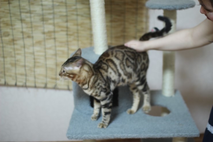 뱅갈고양이 장고 신났네요 ㅎㅎㅎ 관련 이미지 4