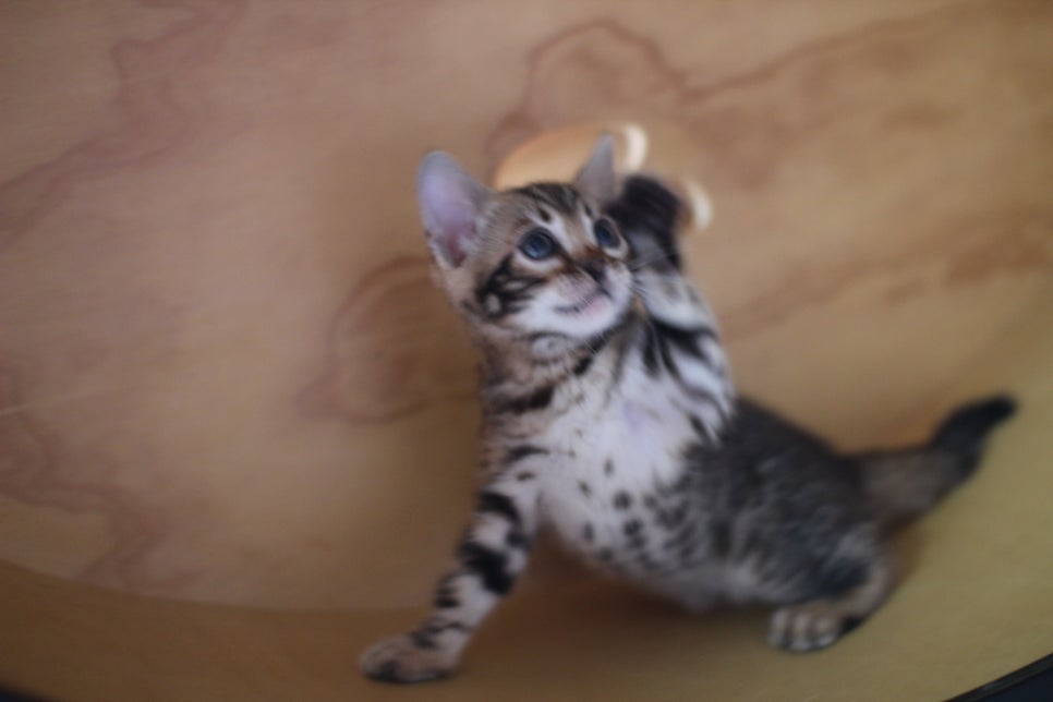 뱅갈고양이분양 무늬와 건강이 최고 관련 이미지 2