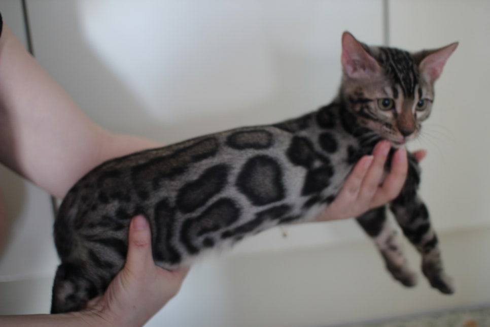 브라운 뱅갈고양이 분양중인 남아,여아 오늘 모습 입니다~ 관련 이미지 9