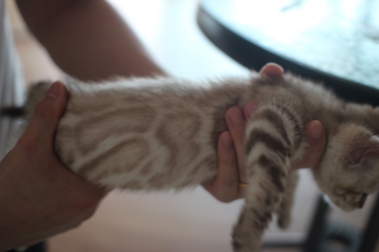 실밍크 뱅갈고양이 남아예요~ 관련 이미지 5