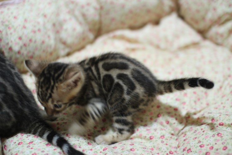 뱅갈고양이 분양 꼬맹이 자매예요~ 관련 이미지 13