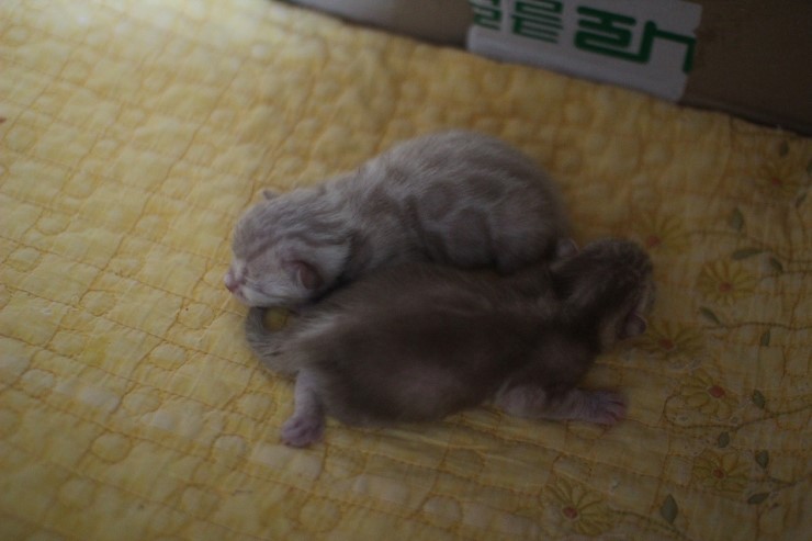 스노우 밍크 뱅갈고양이 여아 예약 분양 합니다~ 관련 이미지 15