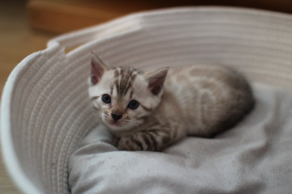 스노우뱅갈고양이 여아예요~ 관련 이미지 5