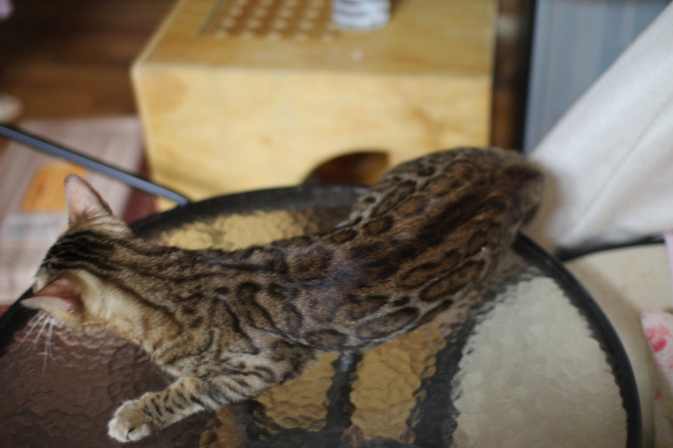 장난꾸러기 뱅갈고양이 리엔~ 관련 이미지 1