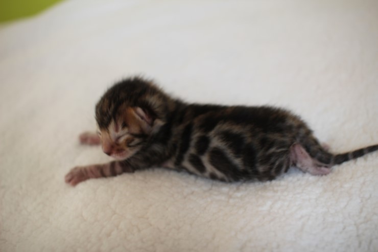 실버,브라운 뱅갈고양이 꼬물이들 사진 입니다 관련 이미지 16