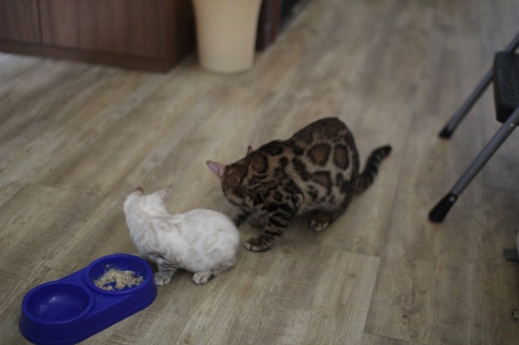 뱅갈고양이,뱅갈고양이분양 새친구 링컨이와 초아가 많이 친해졌어요~~~~~~~ 관련 이미지 3