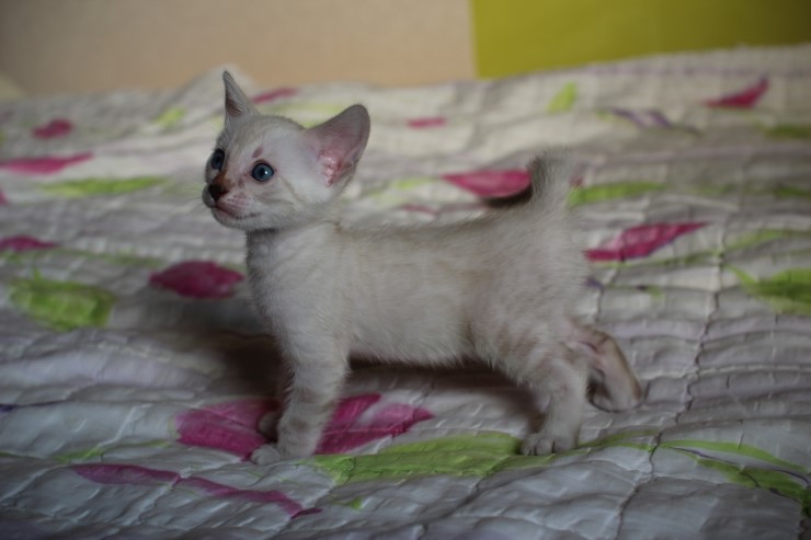 실링스 여아 입니다~ 관련 이미지 4