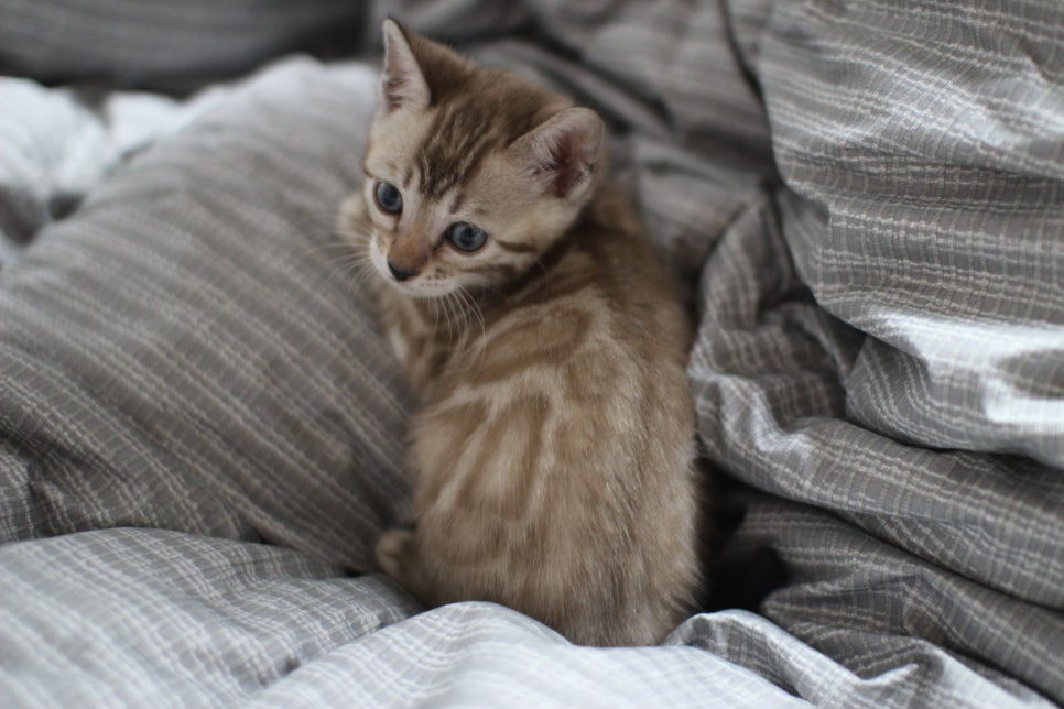 실밍크뱅갈고양이 여아 드림이 분양합니다~ 관련 이미지 5