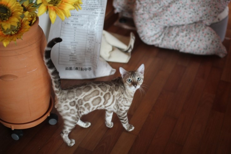 실밍크 뱅갈고양이 영웅이예요~ 관련 이미지 1