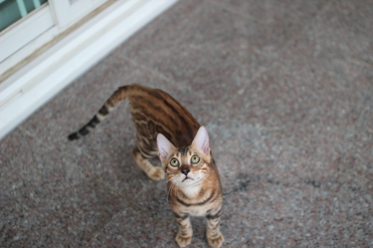 브라운 뱅갈고양이 남아 워리어 입니다~ 관련 이미지 15