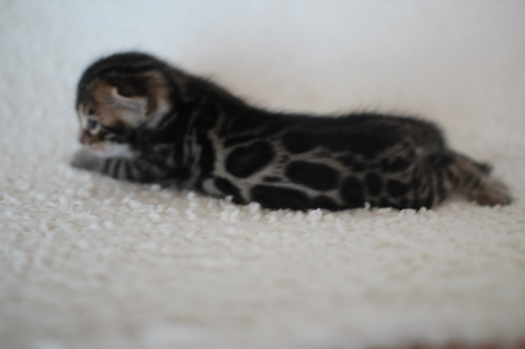 뱅갈고양이 분양 어쩜 이리도 화려할수 있을까 관련 이미지 12