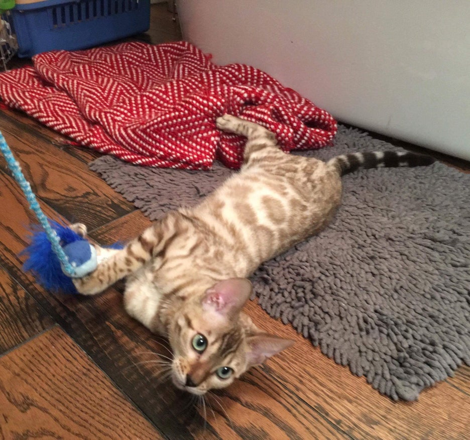 실밍크뱅갈고양이 소피아 캐나다에 잘 도착 했어요~ 관련 이미지 2