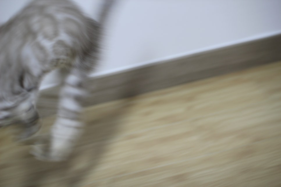 실밍크 뱅갈고양이 키퍼 여아 재롱 관련 이미지 5