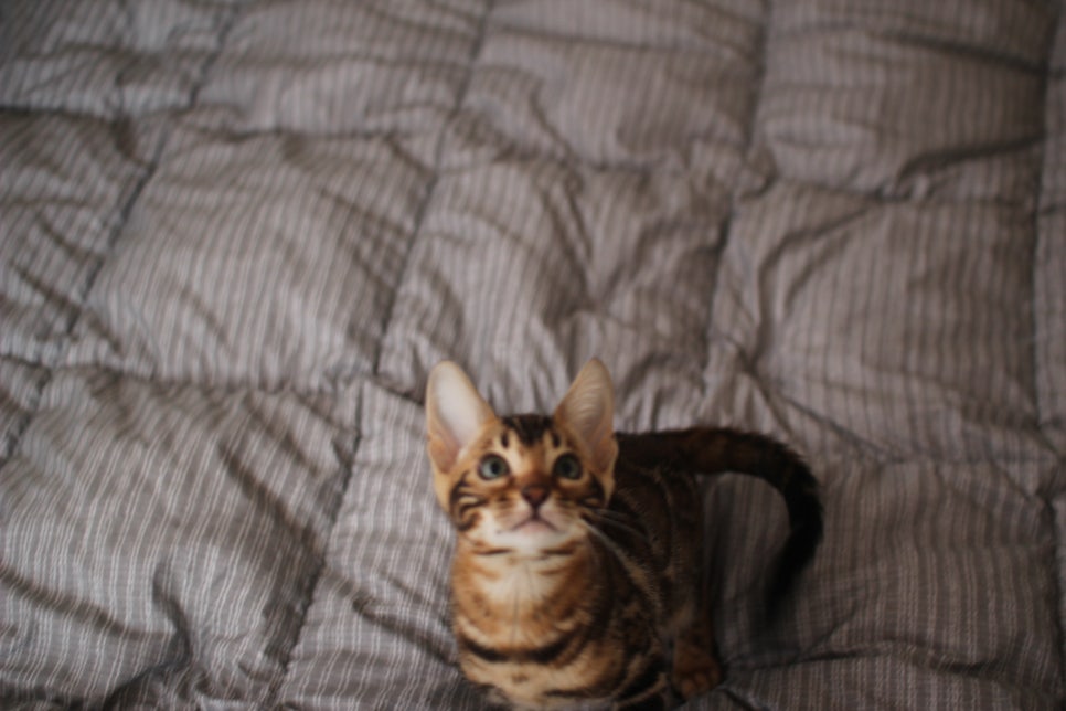 뱅갈고양이 장군이 분양 합니다 (오늘 모습) 관련 이미지 6