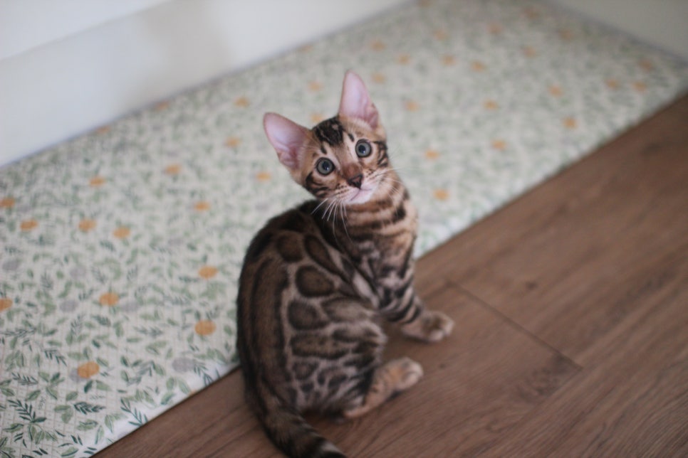 뱅갈고양이 강아지들 등장이요~~ 관련 이미지 2