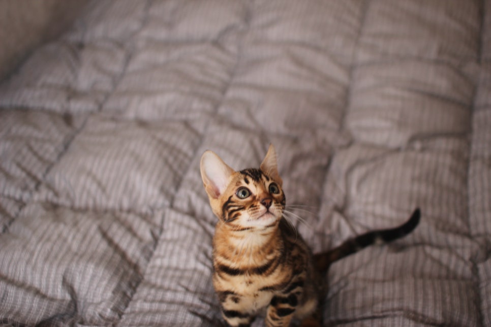 뱅갈고양이 장군이 분양 합니다 (오늘 모습) 관련 이미지 7