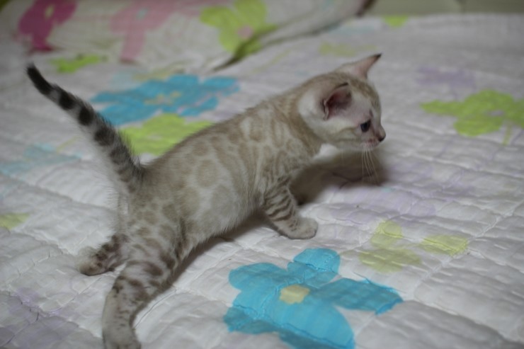 실링스 스노우 뱅갈고양이 남아예요~ 관련 이미지 8