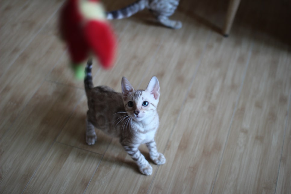 애교 넘치는 스노우뱅갈고양이 꼬맹이들~ 관련 이미지 1