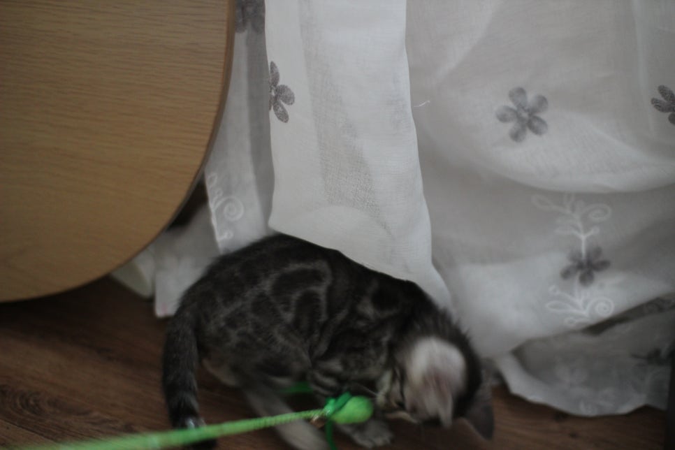 실버뱅갈고양이 남아 오늘 모습~ 관련 이미지 5