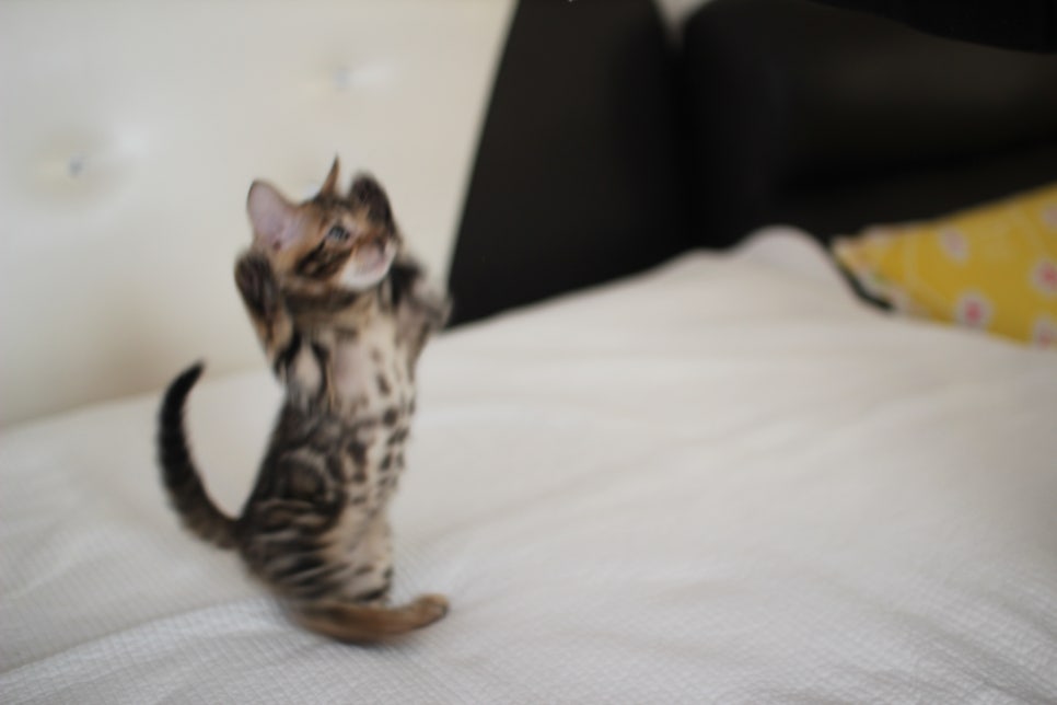 우리 첫째 뱅갈고양이 남아 고양이 맞지? 강아지 아니지? ㅎㅎ 관련 이미지 3