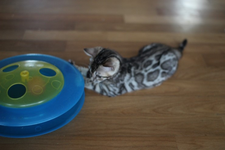 뱅갈고양이 남아 장난감이 이리도 좋을까??? 관련 이미지 5