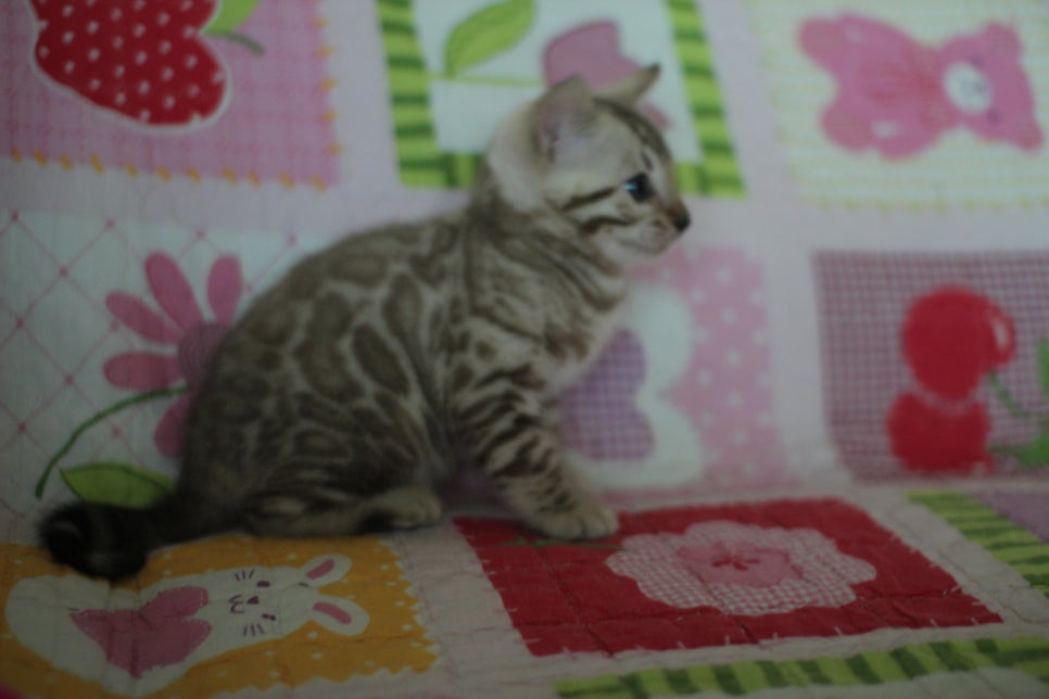 뱅갈고양이 분양은 순수혈통에 아이로 입양하세요~ 관련 이미지 12