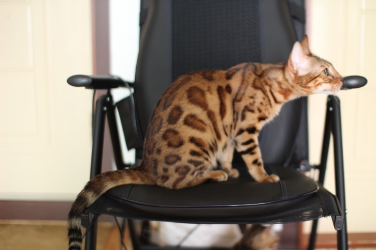 멋진 뱅갈고양이/벵갈고양이.. 관련 이미지 1