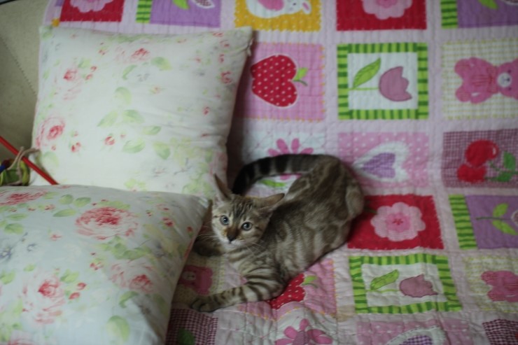 뱅갈고양이 세라와 소피아예요~ 관련 이미지 6