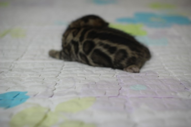 뱅갈고양이 빅로젯 남아 입니다~ 관련 이미지 2