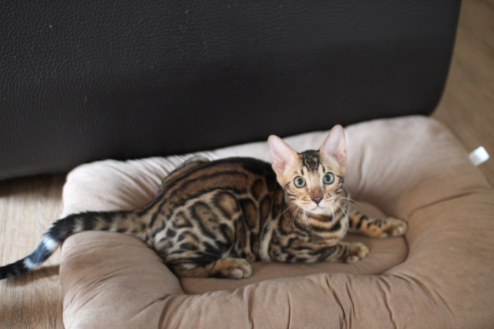 뱅갈고양이분양 너희들 강아지니? 고양이니? ^^ 관련 이미지 11