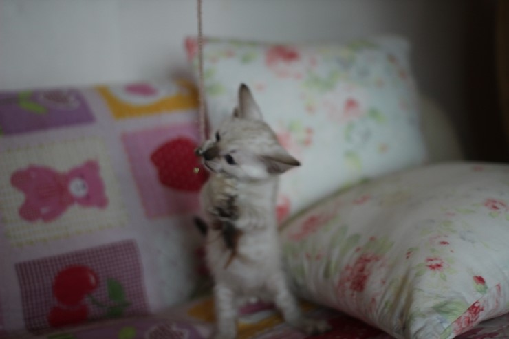 뱅갈고양이 분양 진정한 개냥이란? 관련 이미지 6