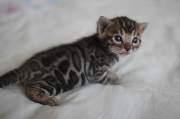 뱅갈고양이 남매 오늘 모습 입니다~ 관련 이미지 14