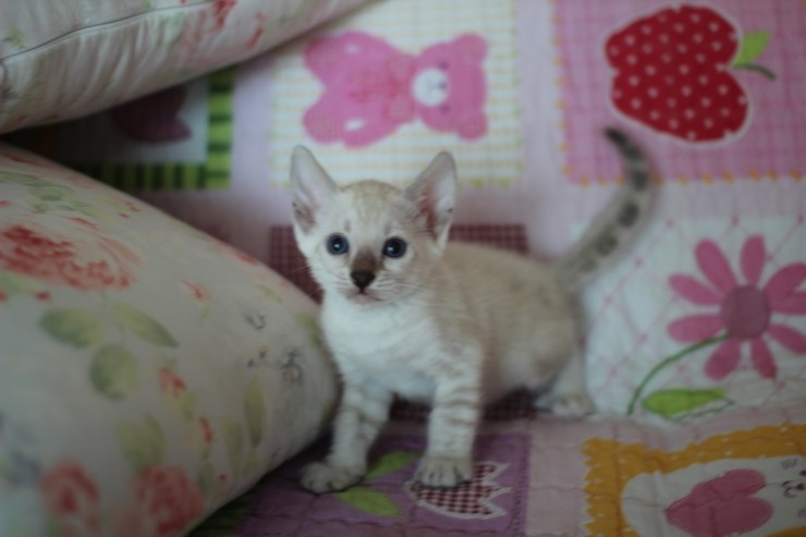 스노우뱅갈고양이 꼬맹이 여아예요~ 관련 이미지 3