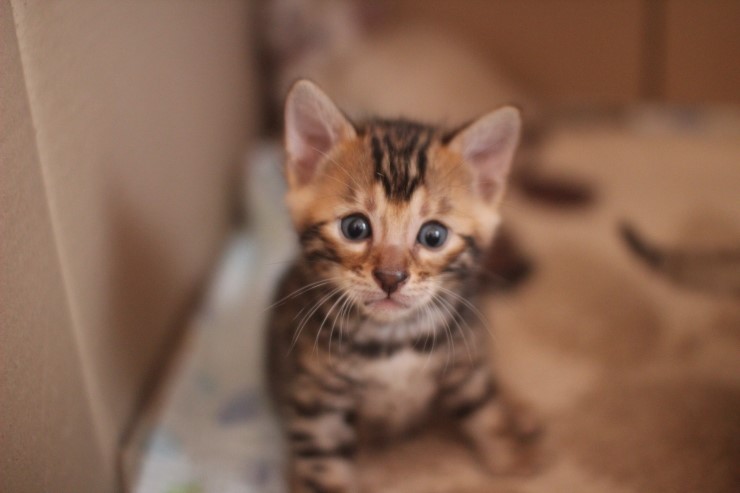 뱅갈고양이 꼬맹이들 많이 컸어요~ 관련 이미지 14