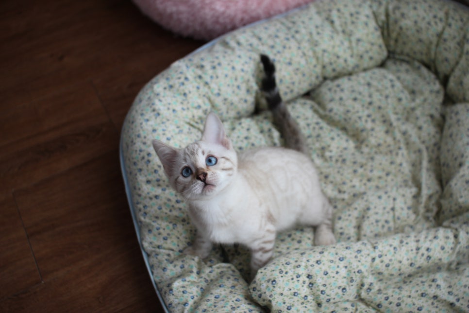 스노우뱅갈고양이 여아 분양해요~ 관련 이미지 2