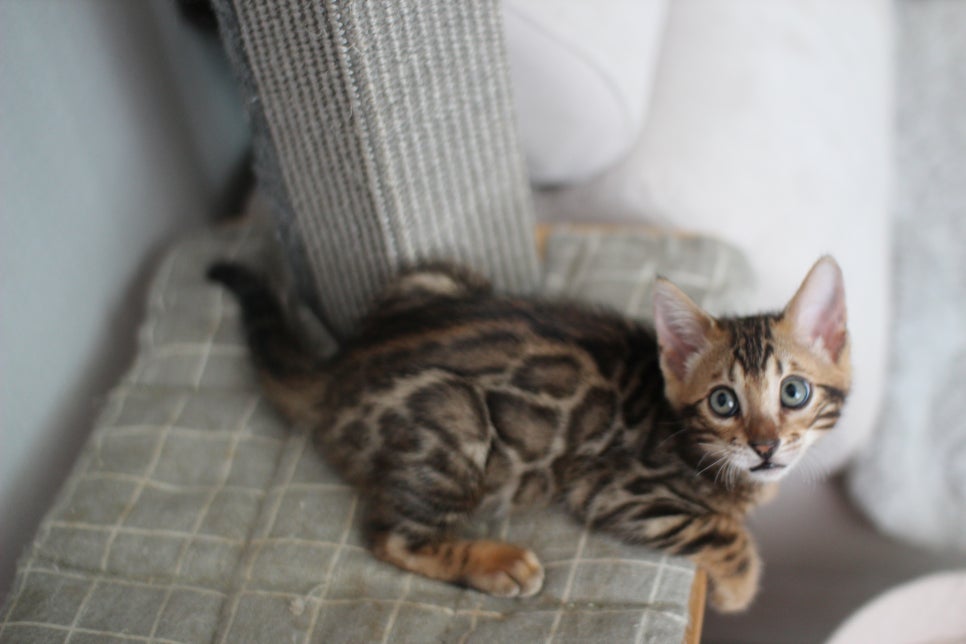 슈퍼 개냥이 브라운 뱅갈고양이 남아 분양해요~ 관련 이미지 2